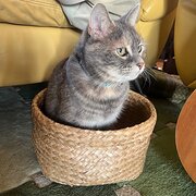 Home Owner wanting sitter in Geelong, Victoria