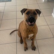 Home Owner wanting sitter in Brisbane , Queensland