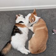 Home Owner wanting sitter in , Victoria