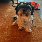Home Owner wanting sitter in , Western Australia