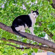 Home Owner wanting sitter in Griffith, New South Wales