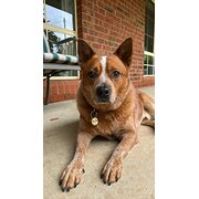 Home Owner wanting sitter in Albury-Wodonga, New South Wales