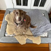 Home Owner wanting sitter in Darwin, Northern Territory