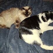 Home Owner wanting sitter in Wodonga, Victoria