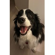 Home Owner wanting sitter in , New South Wales